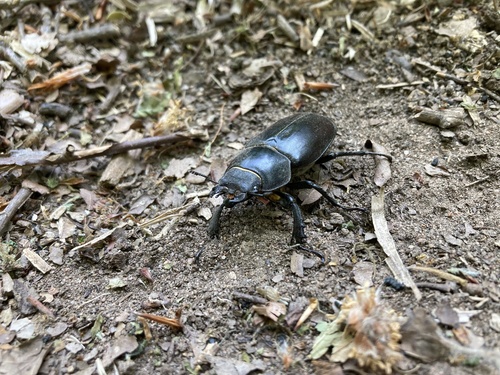Lucanus cervus