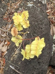 Piscidia carthagenensis