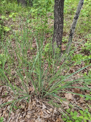 Image of Anatherum hirsutius by (c) Alaina Krakowiak, some rights reserved (CC BY)