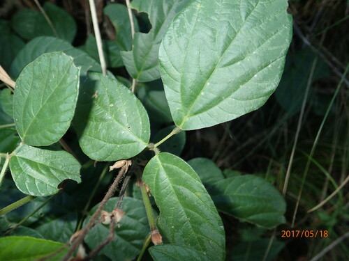 Image of Hylodesmum repandum by no rights reserved