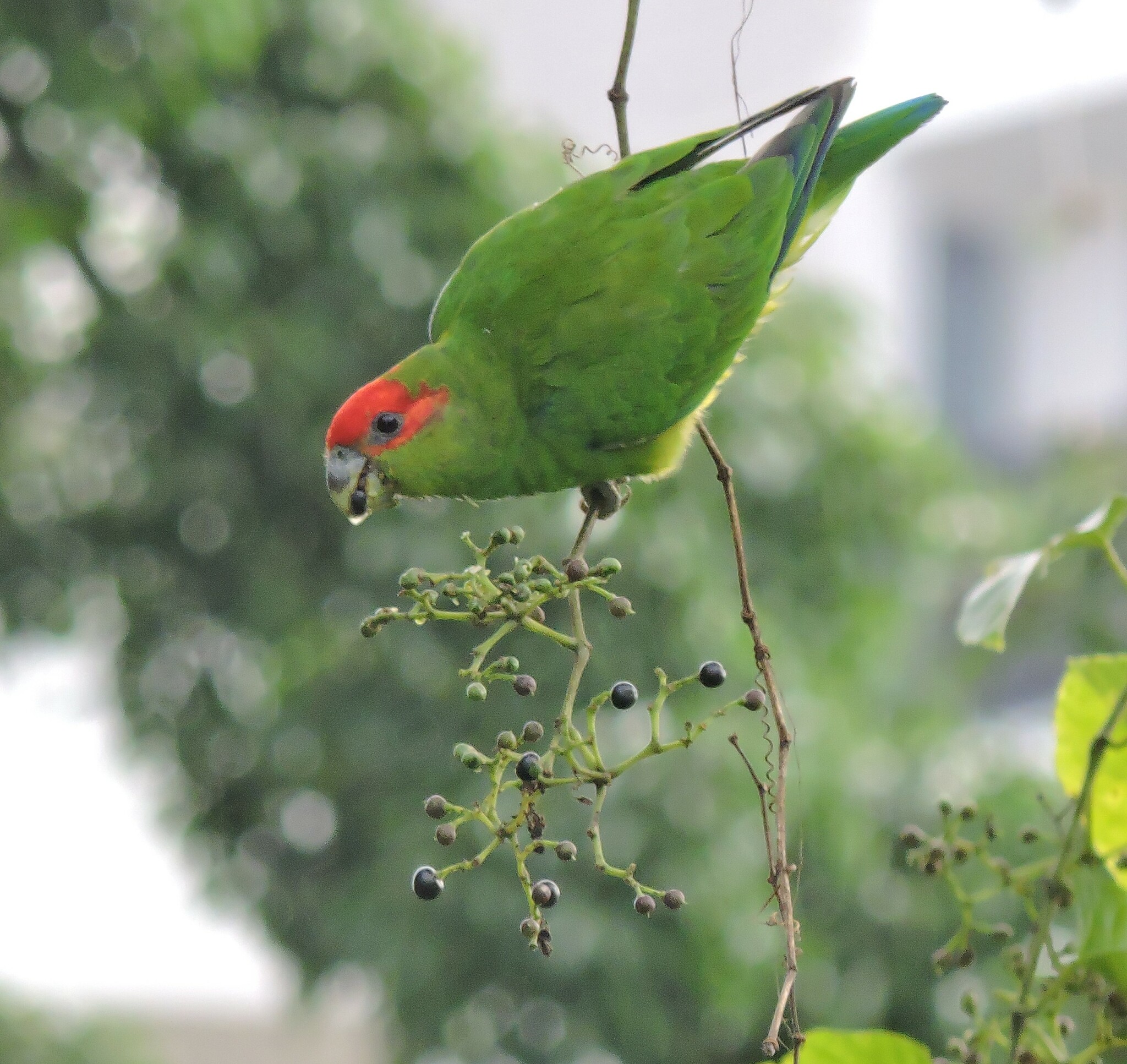 Pileated Parrot (Pionopsitta pileata), photo 6