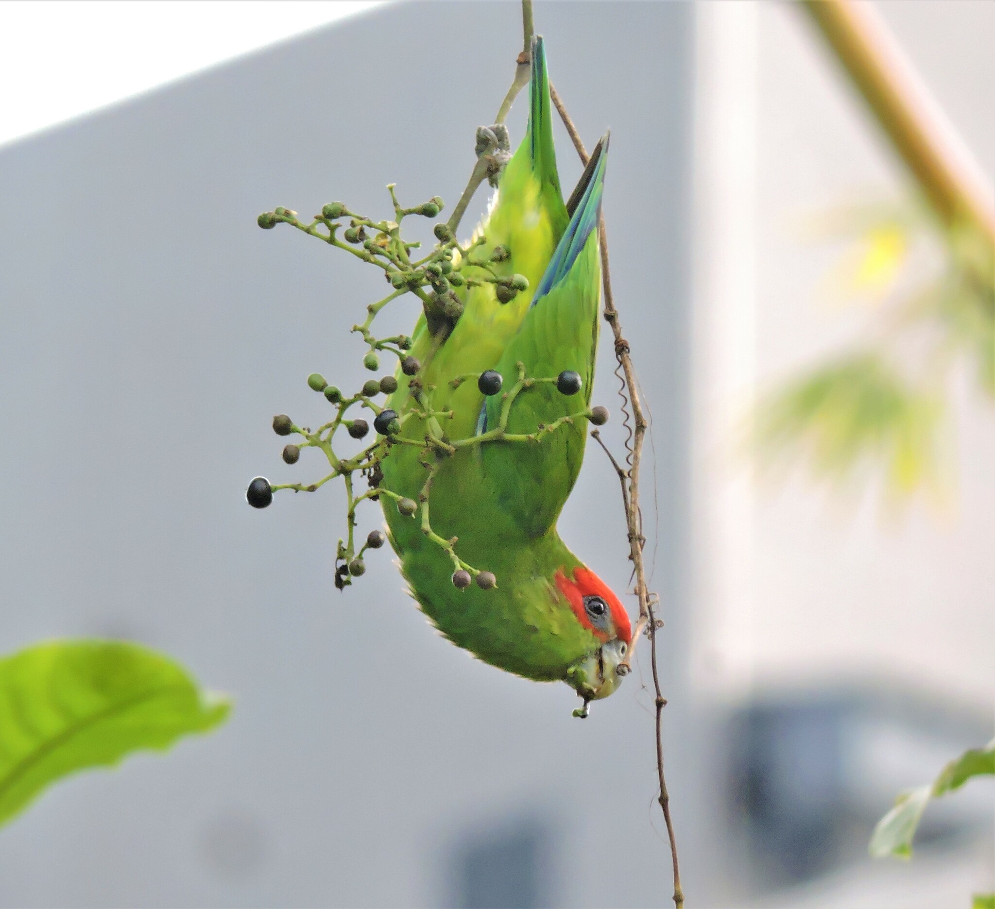 Pileated Parrot (Pionopsitta pileata), photo 5