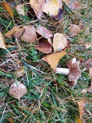 Basidiomycota