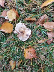 Basidiomycota