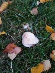 Fungi