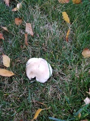 Fungi