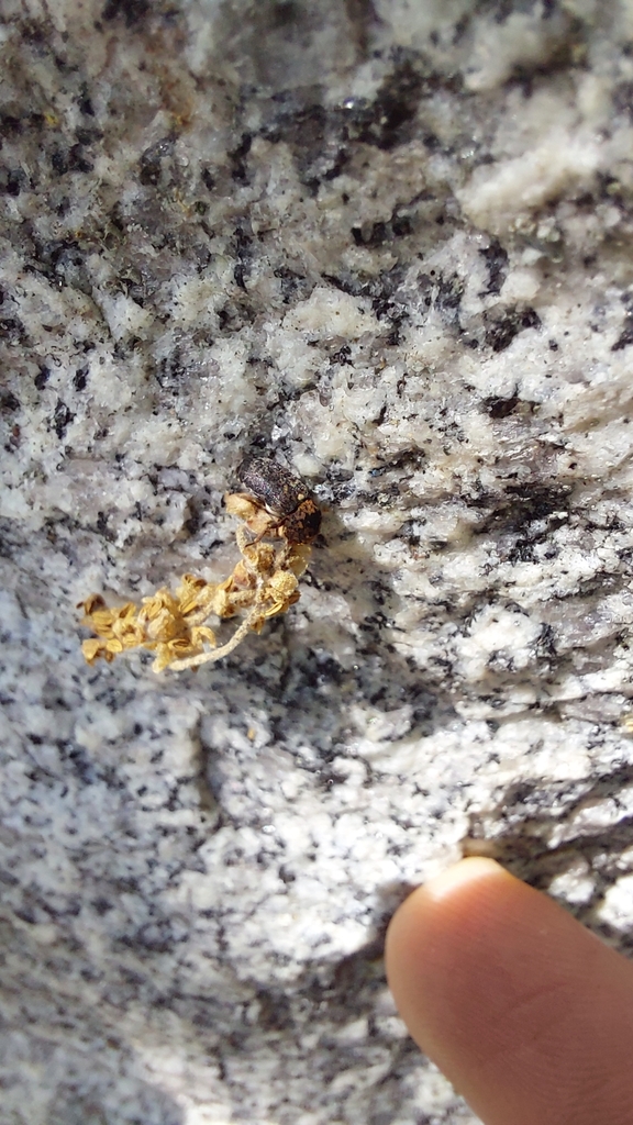 Dermestes gyllenhalii