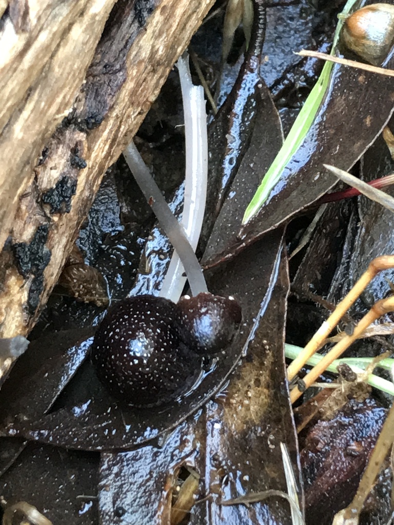 Nargan's bonnet from Waite Conservation Reserve, Brown Hill Creek, SA ...