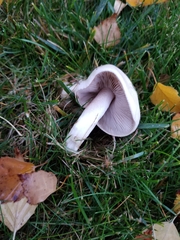 Fungi