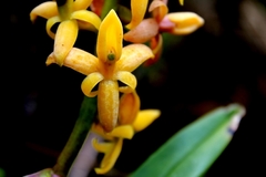Epidendrum bangii