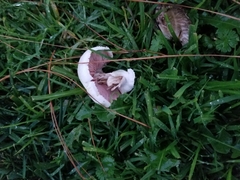 Agaricus