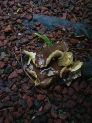 Suillus