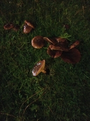 Basidiomycota