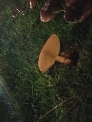 Basidiomycota