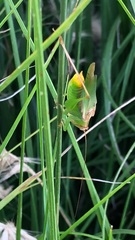 Orchelimum silvaticum