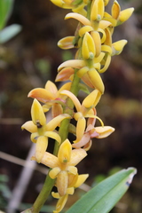 Epidendrum bangii