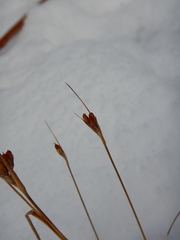Juncus castaneus