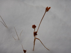 Juncus castaneus