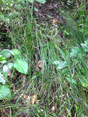 Carex longebrachiata