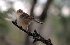 Cisticola bodessa