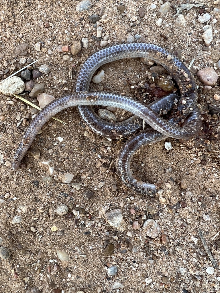 Texas Blind Snake from Glen Rose, TX, US on May 29, 2023 at 08:12 AM by ...