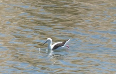 Cladorhynchus leucocephalus