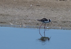 Cladorhynchus leucocephalus