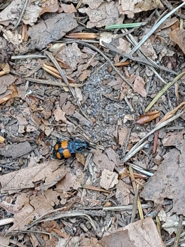 Lesser Vespillo Burying Beetle, Bergh, NL-GE, NL, photo 8 of 10