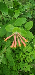 Lonicera sempervirens