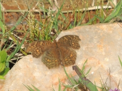 Junonia chorimene