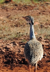 Eupodotis senegalensis