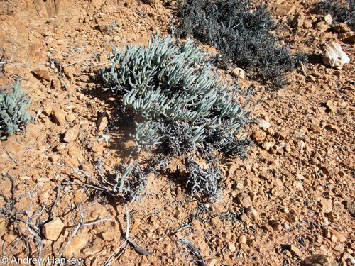 Ruschia versicolor
