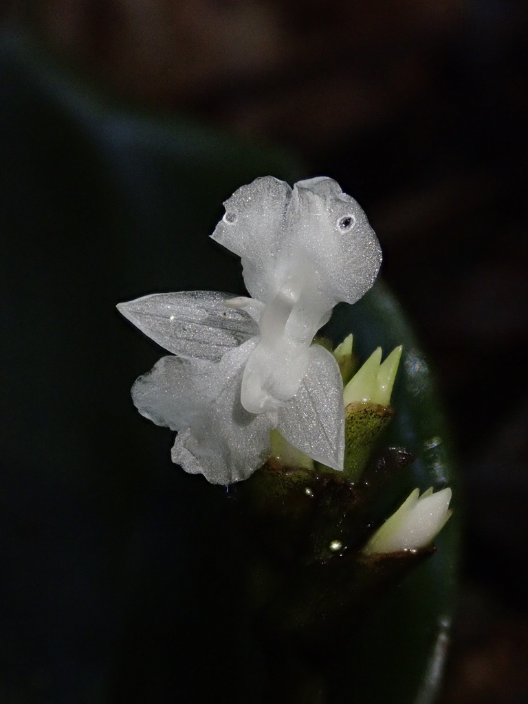 Goeppertia fucata