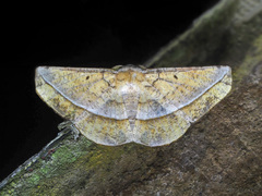 Sarcinodes tornubilatus