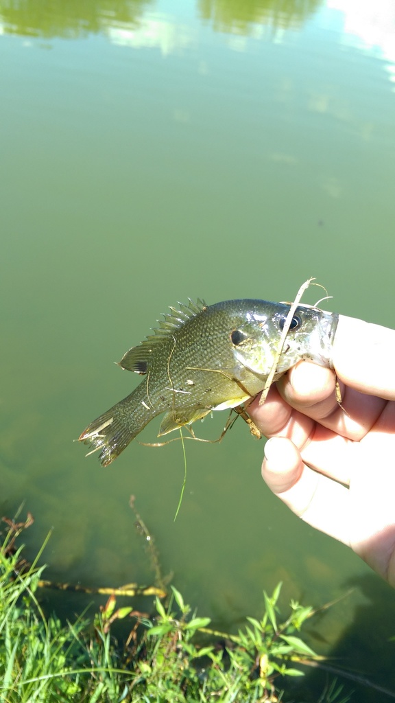 Green Sunfish from Milliken Lake, Wilmington, IL 60481, USA on