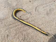 Hydrophis platurus