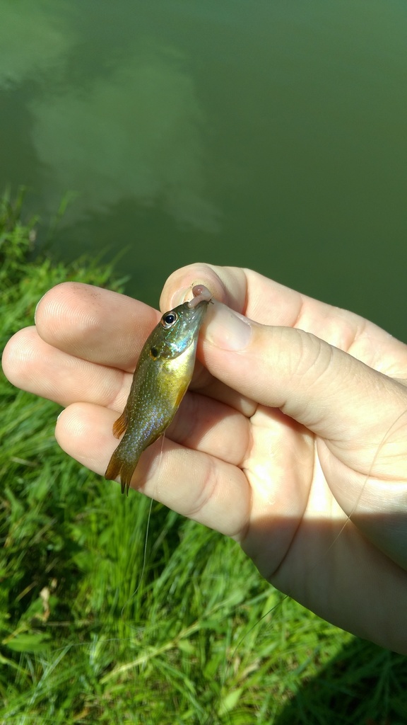Green Sunfish from Milliken Lake, Wilmington, IL 60481, USA on