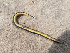 Hydrophis platurus