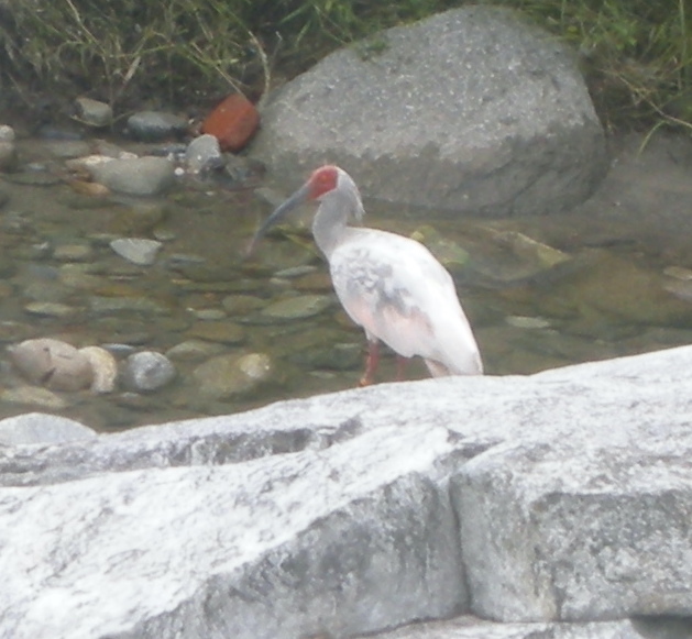 Crested Ibis