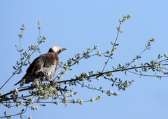 Lamprotornis albicapillus