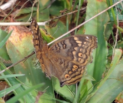 Junonia chorimene