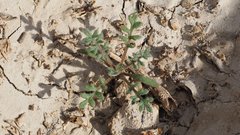 Gilia stellata