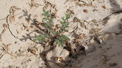 Gilia stellata