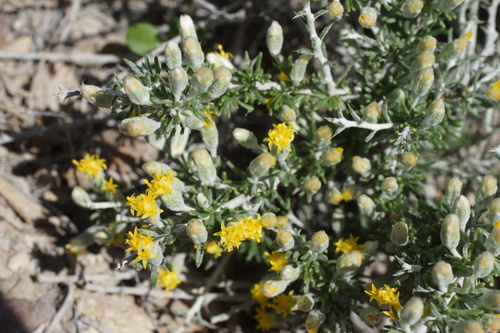 Image of Tetradymia spinosa by (c) Lyrae, some rights reserved (CC BY)