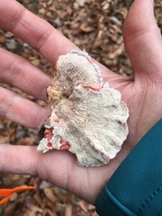 Phlebia incarnata image