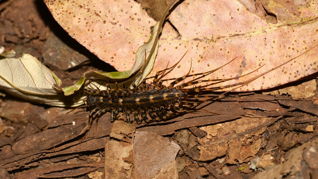 Australian House Centipede from Tamborine Mountain QLD 4272, Australia on May 26, 2023 at 08:24 ...