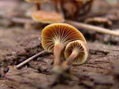 Xeromphalina cauticinalis pubescentipes