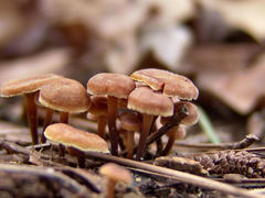 Xeromphalina cauticinalis pubescentipes
