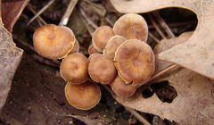 Xeromphalina cauticinalis pubescentipes
