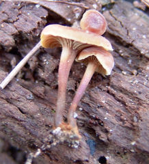 Xeromphalina cauticinalis pubescentipes